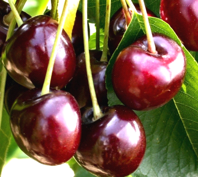 Ciliegie Bigarreau Burlat mature su albero, varietà precoce coltivata in Italia