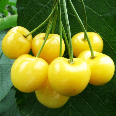 Ciliegio Durone Giallo autofertile: caratteristiche, coltivazione e consigli utili
