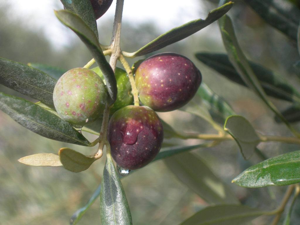Itrana oliva di Gaeta: guida completa a caratteristiche, coltivazione e utilizzi