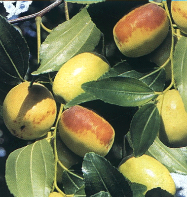 Giuggiolo: portamento e frutti, caratteristiche e consigli di coltivazione