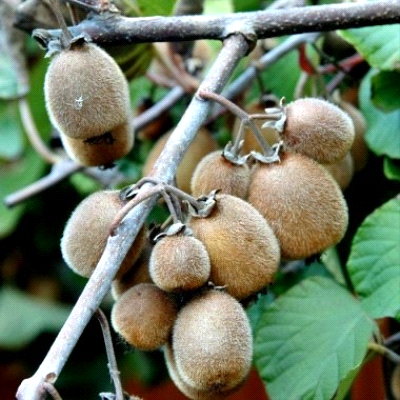 Kiwi Solissimo autofertile: maturazione, raccolta e consigli di coltivazione