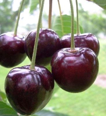 Ciliegio Kordia a maturazione tardiva con ciliegie rosso scuro mature sull'albero in un frutteto italiano