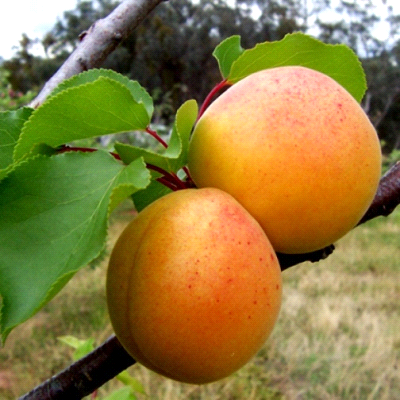 Albicocco Luizet a pezzatura grossa con frutti maturi su pianta in frutteto