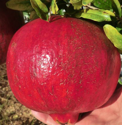 Melograno wonderful alberello o cespuglio: quale scegliere per giardino e frutteto?