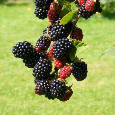 Pianta di mora senza spine produttiva con frutti maturi coltivata in giardino su sostegno