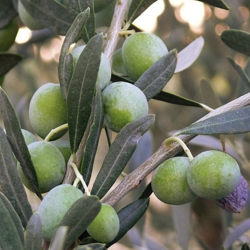 Olivo piangente e produttività alternante: come coltivarlo bene e ottenere raccolti più regolari