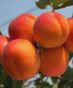 Piccoli frutti più produttivi: quali scegliere per raccolti abbondanti in Italia