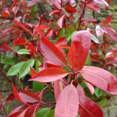 Photinia nana chico compatta: guida completa alla coltivazione e agli usi in giardino