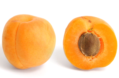 Albicocco Precoce Cremonini da frutto con albicocche mature su pianta in frutteto soleggiato