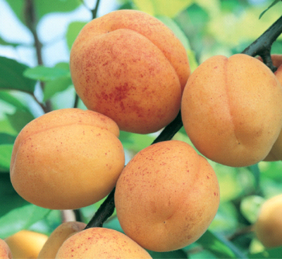 Albicocco San Castrese: produttività, caratteristiche e consigli di coltivazione