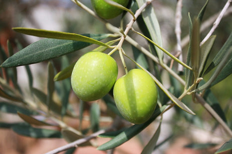 Varietà di olivo autosterile: guida pratica alla scelta degli impollinatori