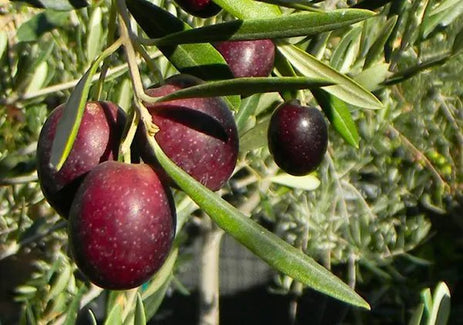 Cultivar olivo per olio: come scegliere le varietà migliori per il tuo impianto