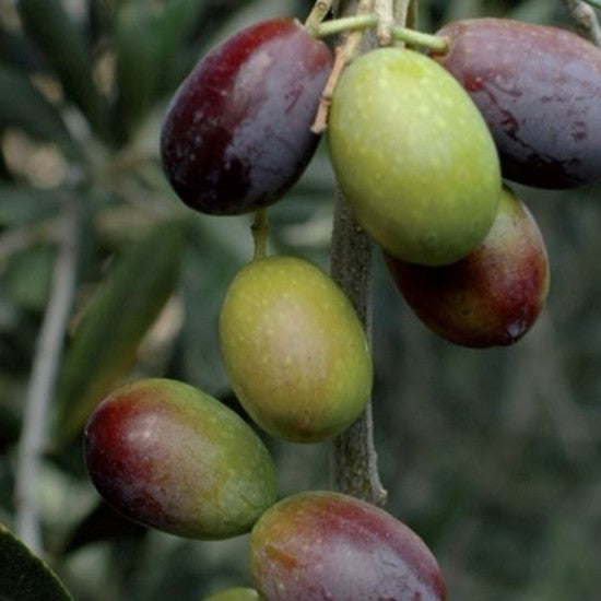 Rami di olivo Picholine con frutti maturi, cultivar a duplice attitudine adatta per olive da tavola e produzione di olio