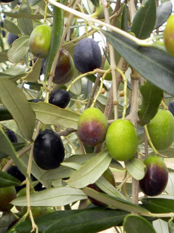 Sinonimi cultivar olivo Frantoio: guida per riconoscere la varietà