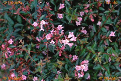 Abelia ‘Edward Goucher’