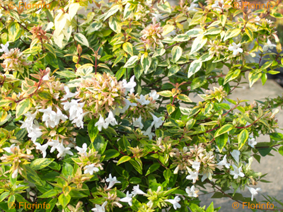 Abelia X grandiflora Kaleidoscope