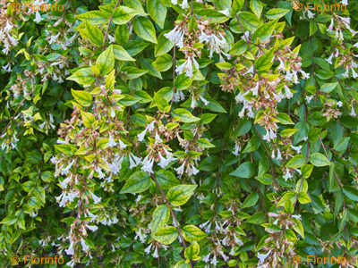 Abelia X Grandiflora Semperflorens