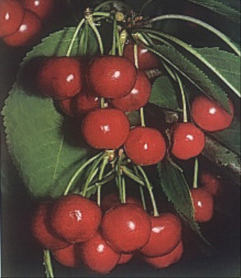 Amarena