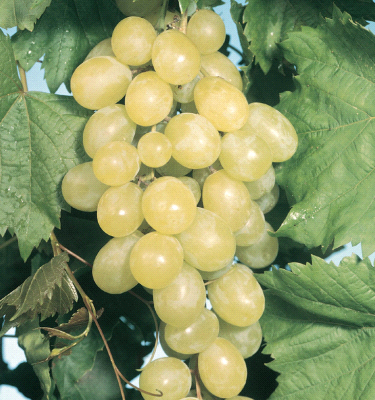 Apirena Bianca