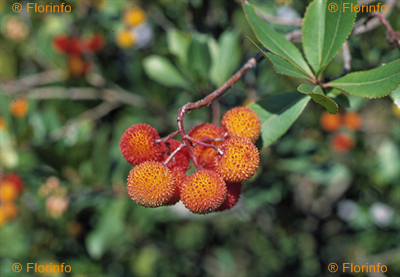 Arbutus unedo