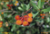 Arbutus unedo