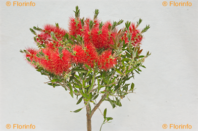 Callistemon Laevis