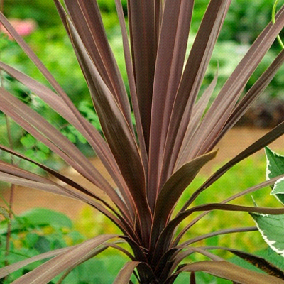 Cordyline Australis Purple Tower