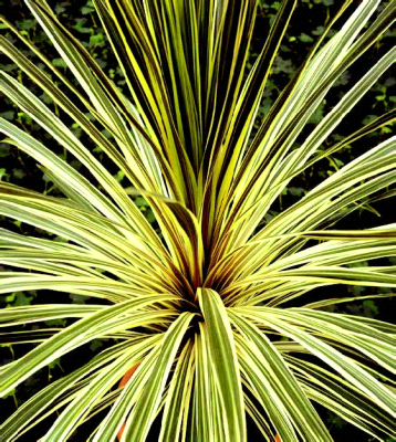 Cordyline Australis Torbay Dazzler