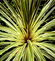 Cordyline Australis Torbay Dazzler
