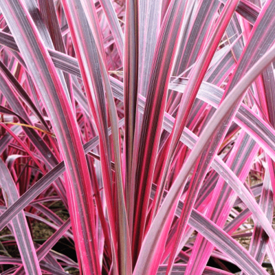 Cordyline Banksii Electric Pink®