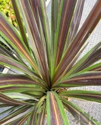 Cordyline Banksii Electric Flash®