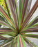 Cordyline Banksii Electric Flash®