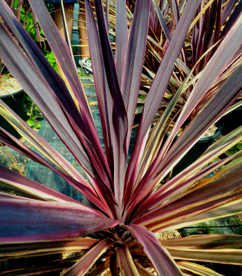 Cordyline Banksii Paso Doble®