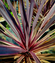 Cordyline Banksii Paso Doble®