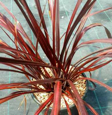 Cordyline x Festival Burgundi Red Fountaine