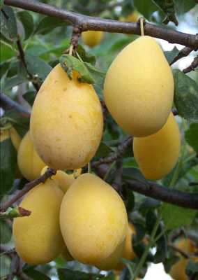 Coscia Monaca Bianca
