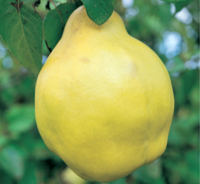 Cotogno