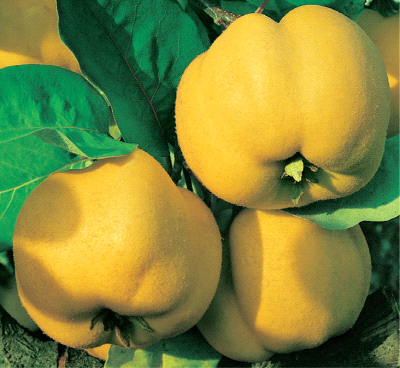 Cotogno