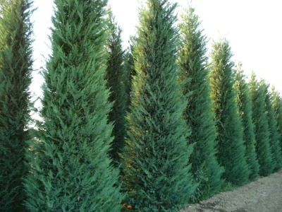 Cupressocyparis leylandii