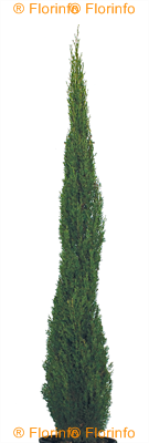 Cupressus semprevirens Totem