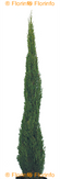 Cupressus semprevirens Totem