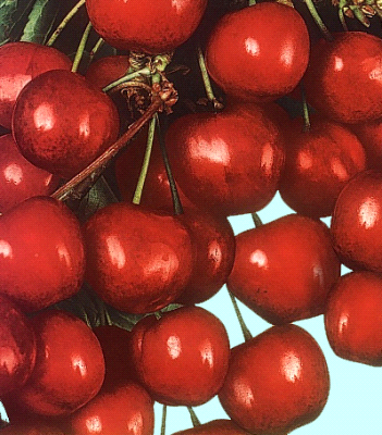 Durone Di Vignola 3