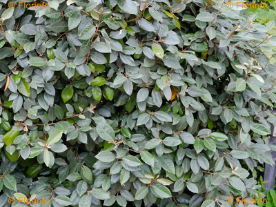 Elaeagnus x ebbingei “Compacta”