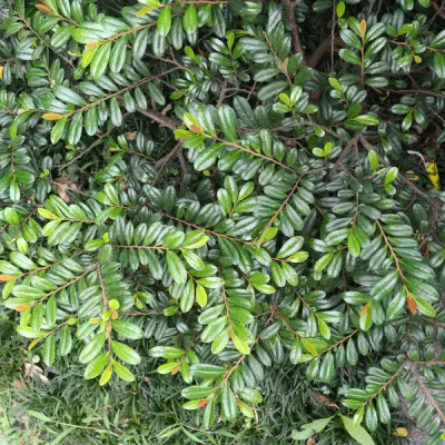 Eurya Emarginata