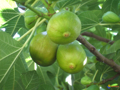 Fiorone Bianco