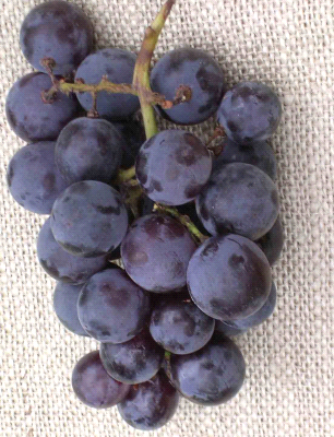 Fragola Nera