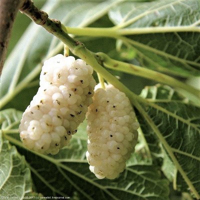Gelso Bianco