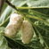 Gelso Bianco