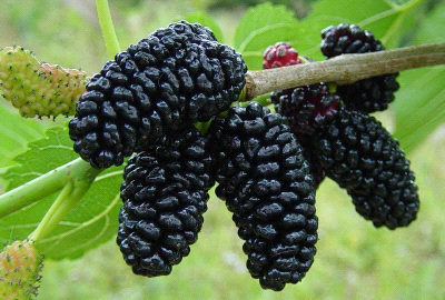 Gelso Nero