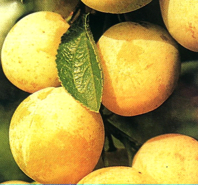 Goccia D’oro